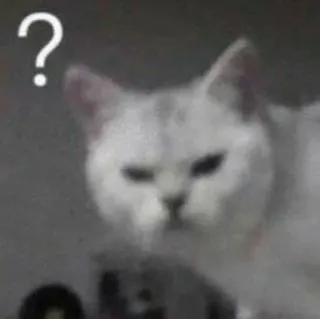 🤨 ? cat, question, confused, meme, white cat telegram sticker