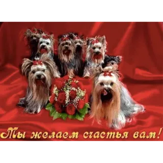🌟 Мы желаем счастья вам! dogs, flowers, greeting, Yorkshire Terrier, happiness, red telegram sticker