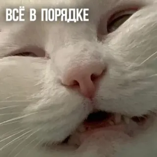 🥴 ВСЁ В ПОРЯДКЕ แมว, มีม, ตลก, สัตว์, รัสเซีย, โอเค, ทุกอย่างเรียบร้อย telegram sticker