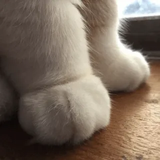 🐾 gatto, zampe, bianco, zampe di gatto, animale domestico, animale telegram sticker