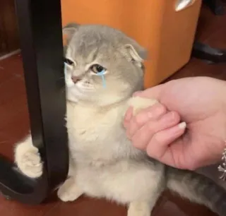 😿 кот, плачет, грустный, котенок, животное, питомец, рука whatsapp sticker