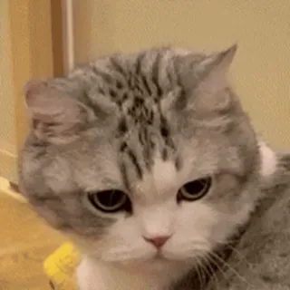 🐱 chat, animal, mignon, animal de compagnie, domestique, félin, mammifère whatsapp sticker