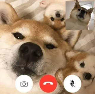 😶 chien, shiba inu, appel vidéo, animaux, mignon, drôle, mème telegram sticker