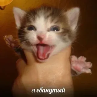 😈 Я ебанутый kitten, animal, cat, meme telegram sticker