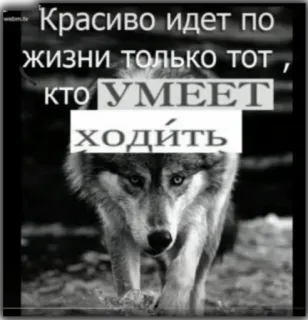 🤞 Красиво идет по жизни только тот , кто умеет ходить wolf, tier, zitat, natur, schwarz weiß telegram sticker