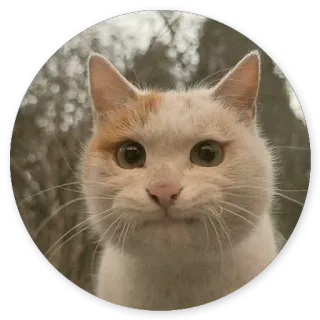 😶 chat, animal, mammifère, animal de compagnie, domestique telegram sticker