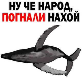 😊 НУ ЧЕ НАРОД, ПОГНАЛИ НАХОЙ paus, teks, bahasa gaul, rusia telegram sticker