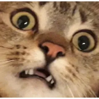 😱 кот, мем, смешно, животное, питомец telegram sticker