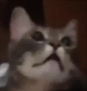 👤 gato, animal, animal de estimação, engraçado, meme telegram sticker