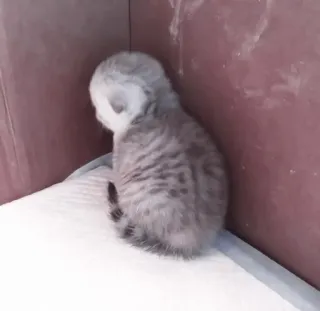 🤍 小猫, 猫, 动物, 宠物, 灰色, 家养, 可爱 telegram sticker