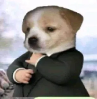 😎 chien, costume, mème, animal, drôle, mignon telegram sticker