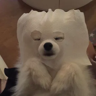 🙂 hond, puppy, dier, schattig, grappig, masker, huisdier telegram sticker