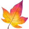 🍁