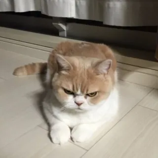🖐 cat, angry, cute, pet, animal, feline, grumpy telegram sticker