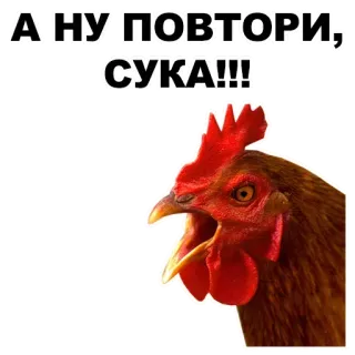 🤘 А НУ, ПОВТОРИ, СУКА!!! Huhn, wütend, Beleidigung, Vogel, Meme telegram sticker