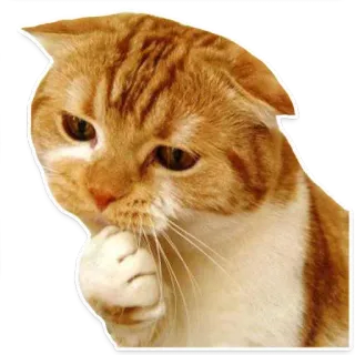 🐱 gato, pensando, animal, mascota, lindo, gato pelirrojo, pensativo, gato naranja telegram sticker