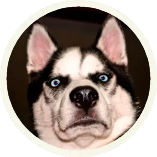 😡 hond, husky, dier, huisdier, portret, meme telegram sticker