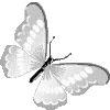 🦋