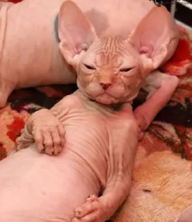 😒 Sphynx, Chat nu, Chat, Animal de compagnie, Animal, Sphinx, Chat nu telegram sticker