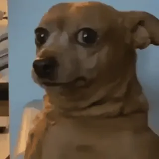 😯 hond, chihuahua, grappig, dier, meme telegram sticker