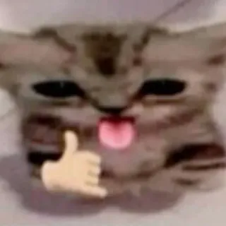 🤙 แมว, สัตว์, น่ารัก, ตลก, ยกนิ้วโป้ง telegram sticker