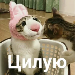 😘 Цилую 고양이, 토끼, 귀여운, 동물, 모자, 키스 telegram sticker
