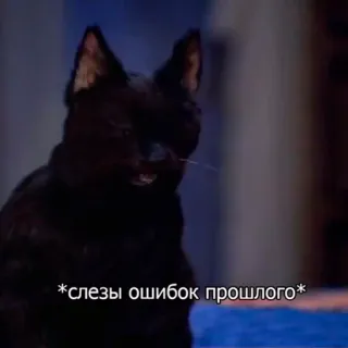 😱 *слезы ошибок прошлого* cat, black cat, tears, past, sad telegram sticker