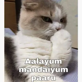 😒 Aalayum mandaiyum paaru gato, meme, animal de estimação, animal, pensando telegram sticker