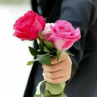 🌹 fleurs, roses, rose, rouge, bouquet, main whatsapp sticker
