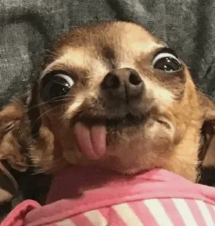 👻 Hund, Chihuahua, lustig, Tier, Haustier, Zunge telegram sticker