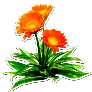🌸 flower, orange, green, plant, nature, floral whatsapp sticker