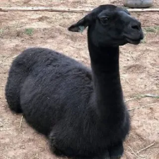 😑 lama, zwierzę, czarny, ssak, domowy, farma, alpaka telegram sticker