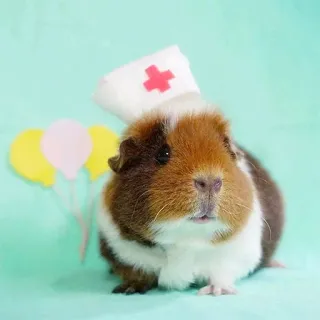 👩‍⚕️ guinea pig, nurse, animal, pet, cute, hat, balloons telegram sticker