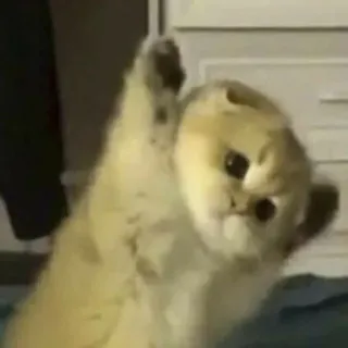 🥱 Katze, Kätzchen, süß, Tier, Haustier, lustig, Meme, Hand heben telegram sticker