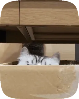 👀 猫, 子猫, 動物, 箱, ペット, 可愛い, 隠れる, 覗く telegram sticker
