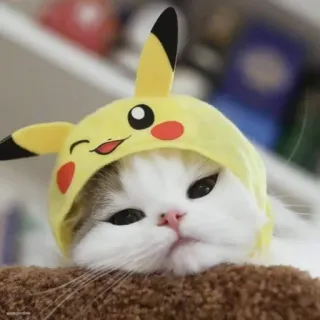 😍 Pikachu Pokemon kucing, pikachu, pokemon, imut, hewan, topi telegram sticker