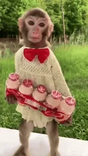 ๐ monkey, cute, animal, dress, bow, drink telegram sticker