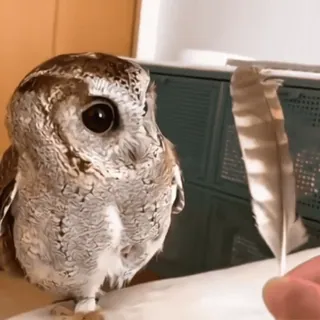 🦉 sowa, ptak, pióro, słodki, zwierzę, dzika przyroda telegram sticker