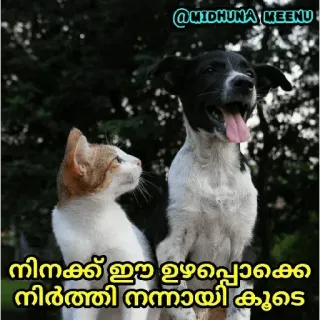 😂 നിനക്ക് ഈ ഉടായിപ്പൊക്കെ നിര്ത്തി നന്നായി കൂടെ cat, dog, pets, animals, friendship telegram sticker