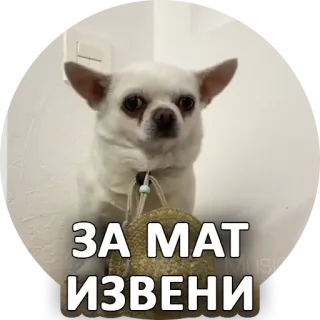 😔 ЗА МАТ ИЗВЕНИ cane, chihuahua, russo, scuse, meme whatsapp sticker