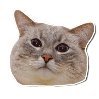 😳 кот, животное, наклейка, питомец, домашний кот, милый telegram sticker