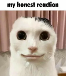 🙂 my honest reaction gatto, meme, reazione, divertente, animale telegram sticker