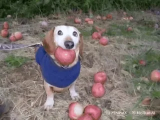 🌟 狗, 腊肠犬, 苹果, 宠物, 可爱, 动物, 水果 telegram sticker