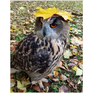 🥶 owl, bird, autumn, leaf, nature, fall, wildlife telegram sticker