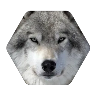 🐺 animal, wolf, gray wolf, wildlife, nature, mammal, predator telegram sticker