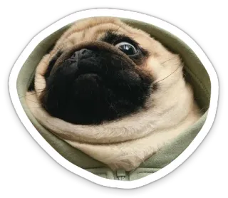😳 dog, pug, animal, hoodie, cute, pet telegram sticker