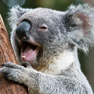 🐨 koala, animal, marsupial, australia, cute, wildlife telegram sticker