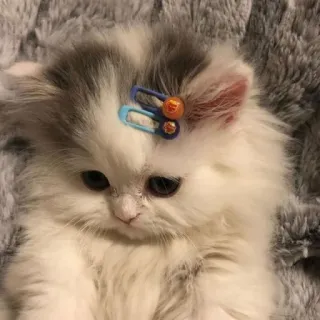 😔 kitten, cat, pet, animal, cute, domestic, fluffy, hairpin telegram sticker