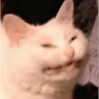 😬 chat, mème, drôle, animal, blanc, en colère telegram sticker