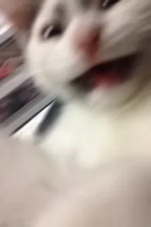 🖖 Katze, Tier, Meme, Lustig, Unschärfe, Haustier telegram sticker